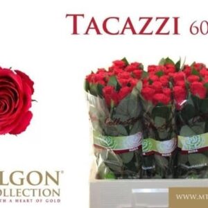 Tacazzi 60cm