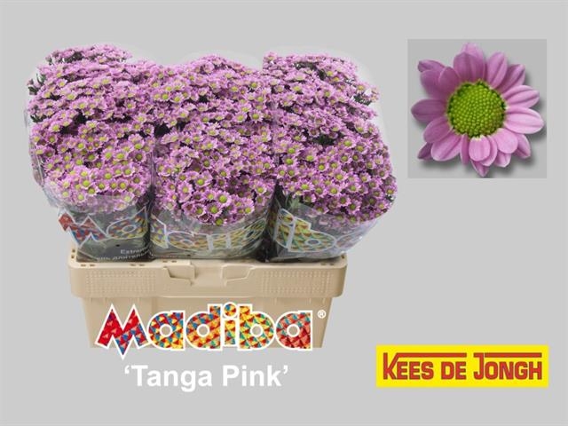tanga pink