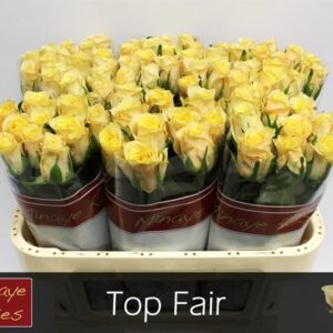 Top Fair 50cm
