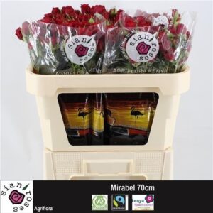 Mirabel 70cm
