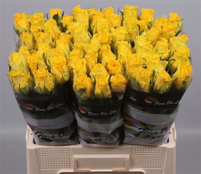 181113-rose-bh-penny-lane