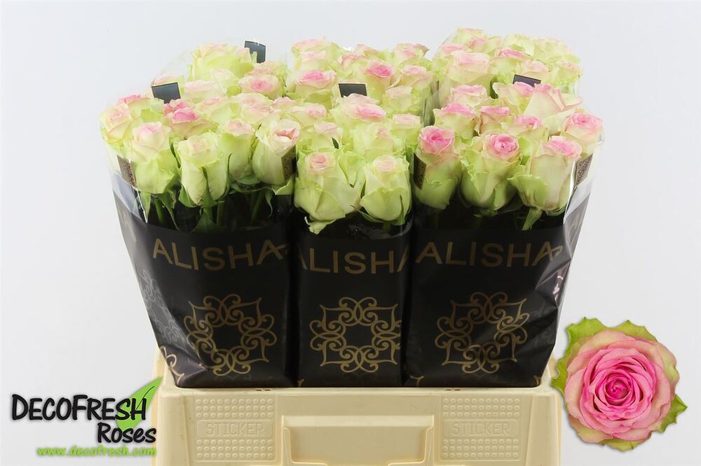 201212-r-gr-pink-journey