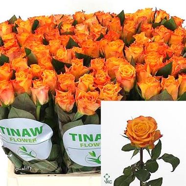 Rose-Marie-Claire-orange-wholesale-8