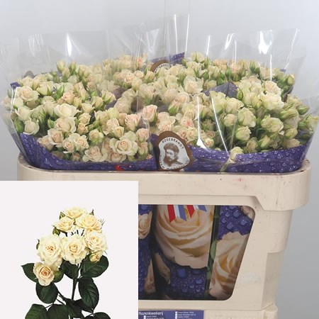 Rose-Spray-Cream-Gracia-70cm--Wholesale-Dutch-Flowers-and-Florist-Supplies-UK
