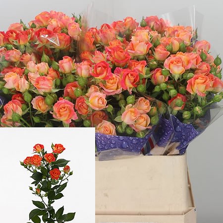 Rose-Spray-Fiesta-Bubbles-80cm-1