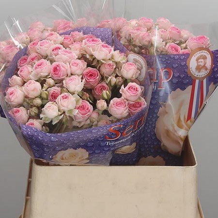 Rose-Spray-Kate-Lynn-80cm