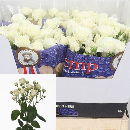 Rose-Spray-White-Bubbles-60cm