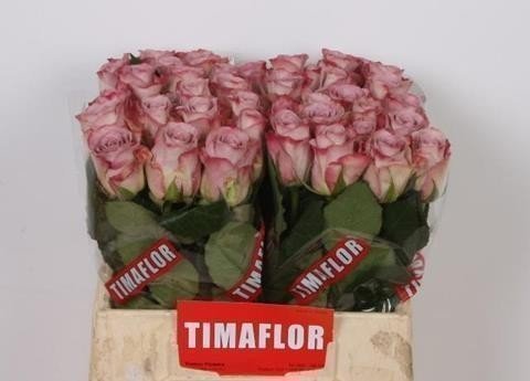 Timaflor Rosa gr memory lane! 40cm