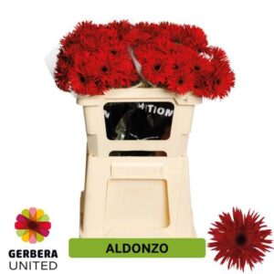 Ge Mi Aldonzo 50cm