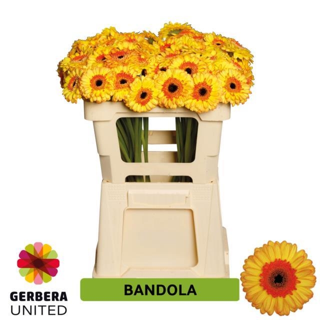 bandola
