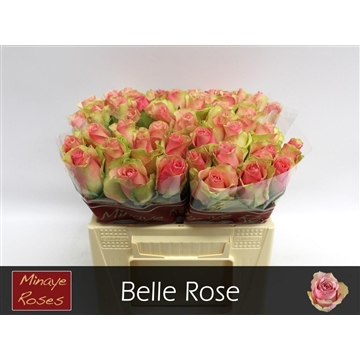 bele rose 40