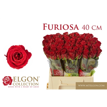 furiosa 40cm elgon