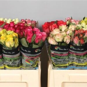 Gemengd (misto) 60cm