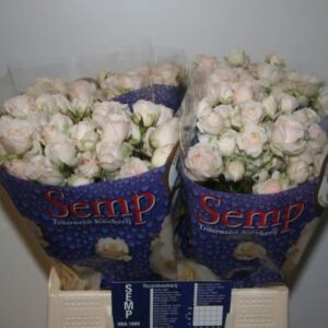 Kate Lynn Chrystal 50cm