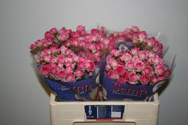 kate òynn cherry 40