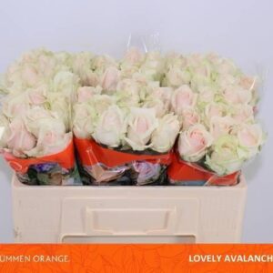 Lovely Avalanche 50cm