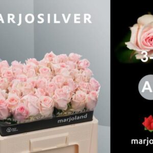 Lovely Dolomiti 50cm (A2)