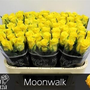 Moonwalk 70cm