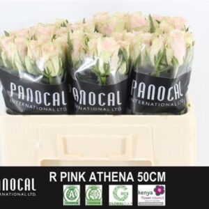 Pink Athena 50cm