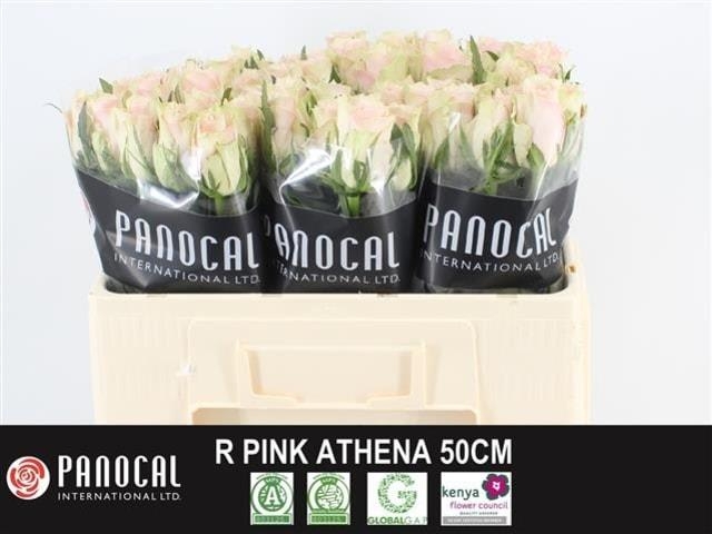 pink athena 50
