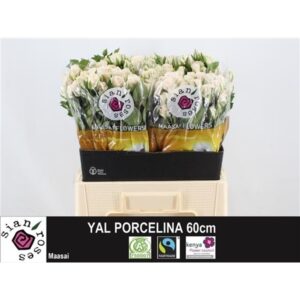 Royal Porcelina 60cm