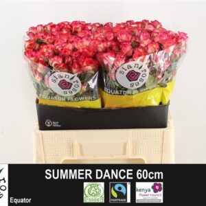 Summer Dance 60cm