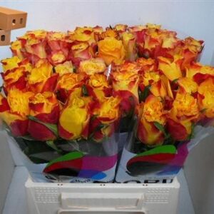 Suns X-pression 40cm