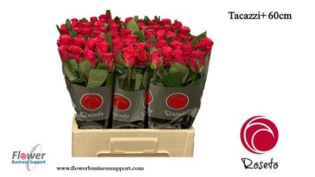 tacazzi roseto 60