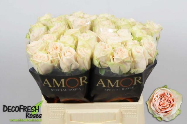 wedding rose 60