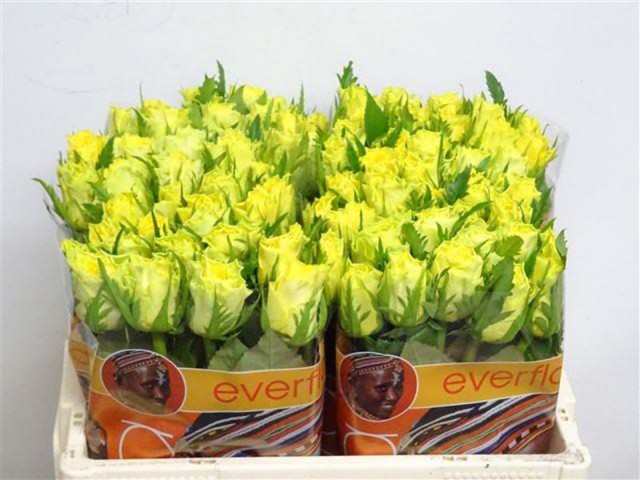 120135050-Rosa-gr-golden-tower-50cm-A1-640x480