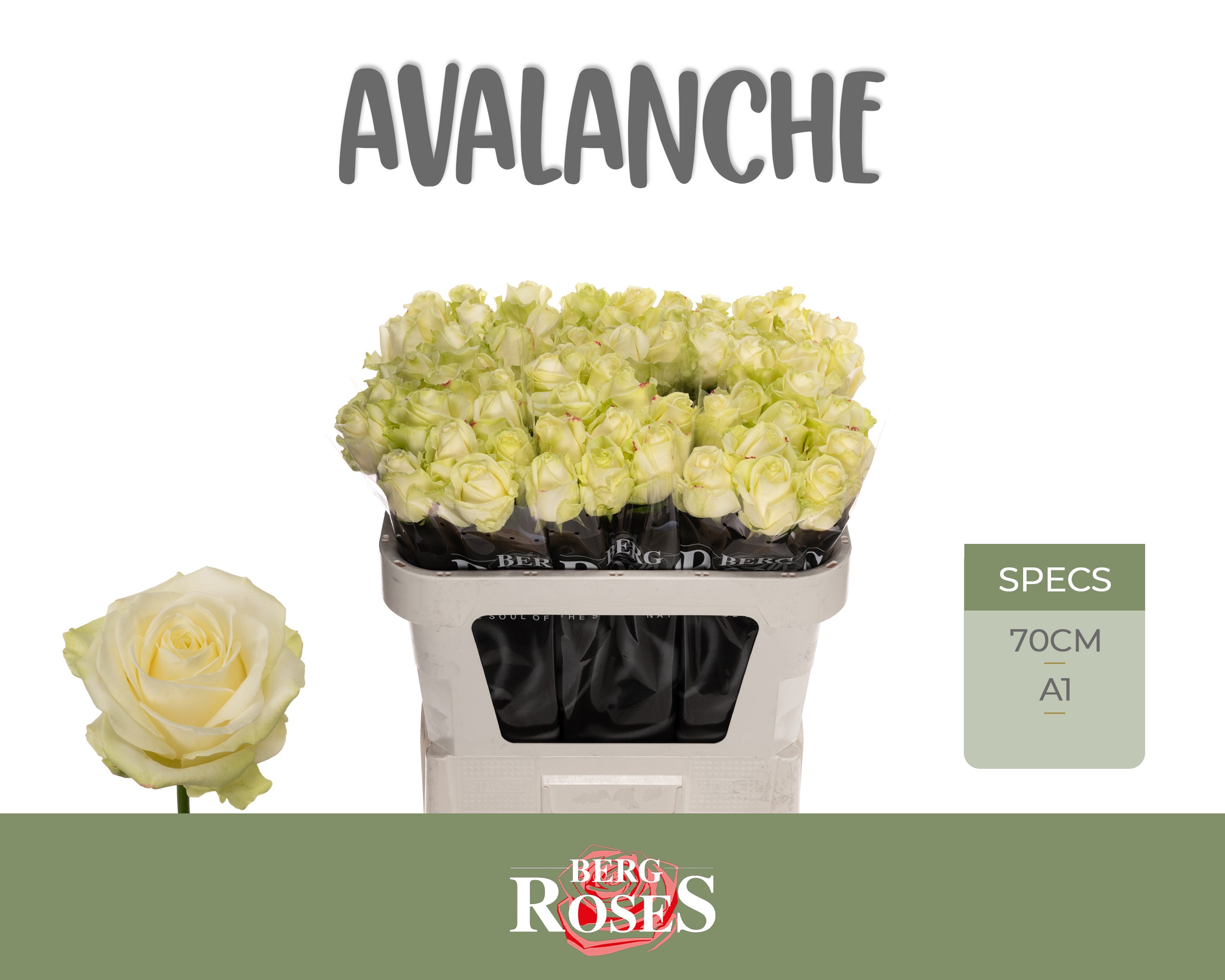 Bergroses - Avalanche 70cm A1 - kopie