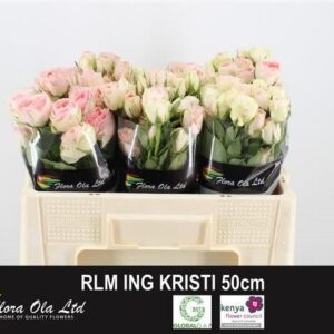 Rlm Ing Kristi 50cm