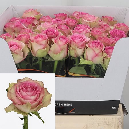 Rose-Mijanou-Bardot-60cm