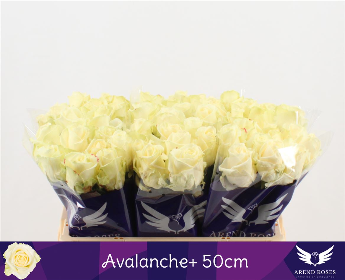 avalache 50 aremd