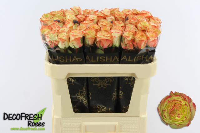 aventure 70cm alisha