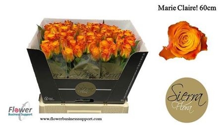 marie claire 60 sierra