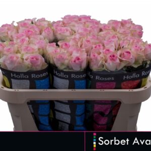 Avalanche Sorbet 70cm