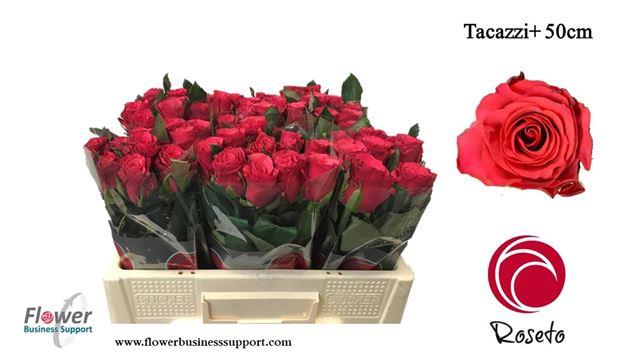 tacaczzi 50 roseot