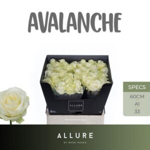 Avalanche 60 cm