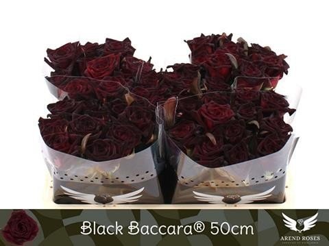 Arend Roses - Webshop Black Baccara 50A1 op 5