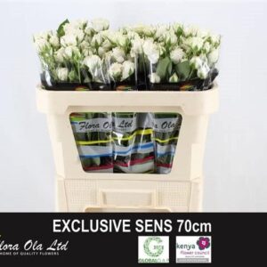 Exclusive Sensation 70cm