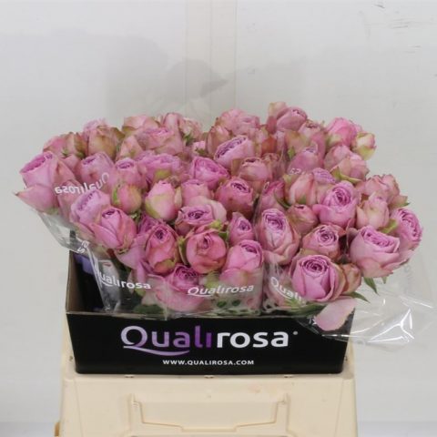 Lavender-Lace-Spray-Rose-480x480