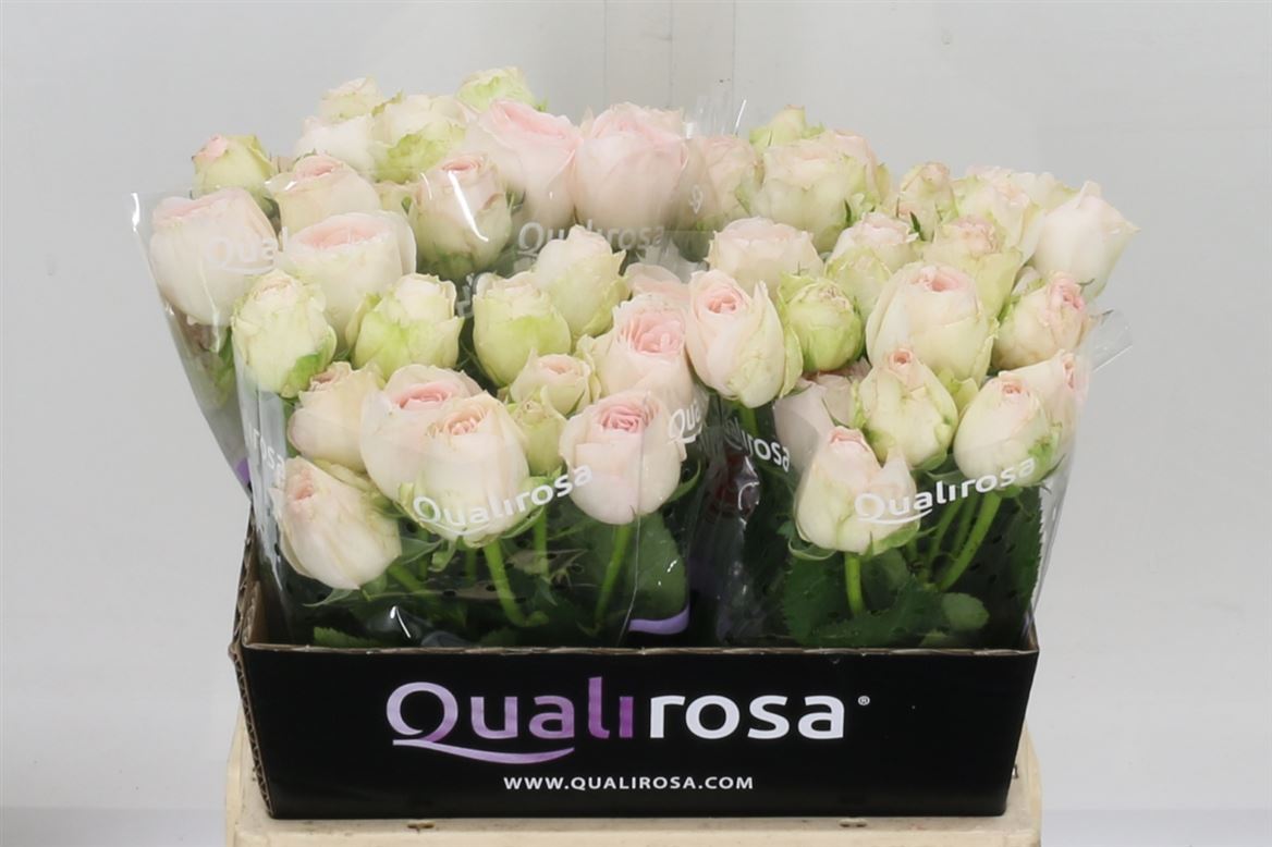 Porcelain-Lace-Spray-Rose