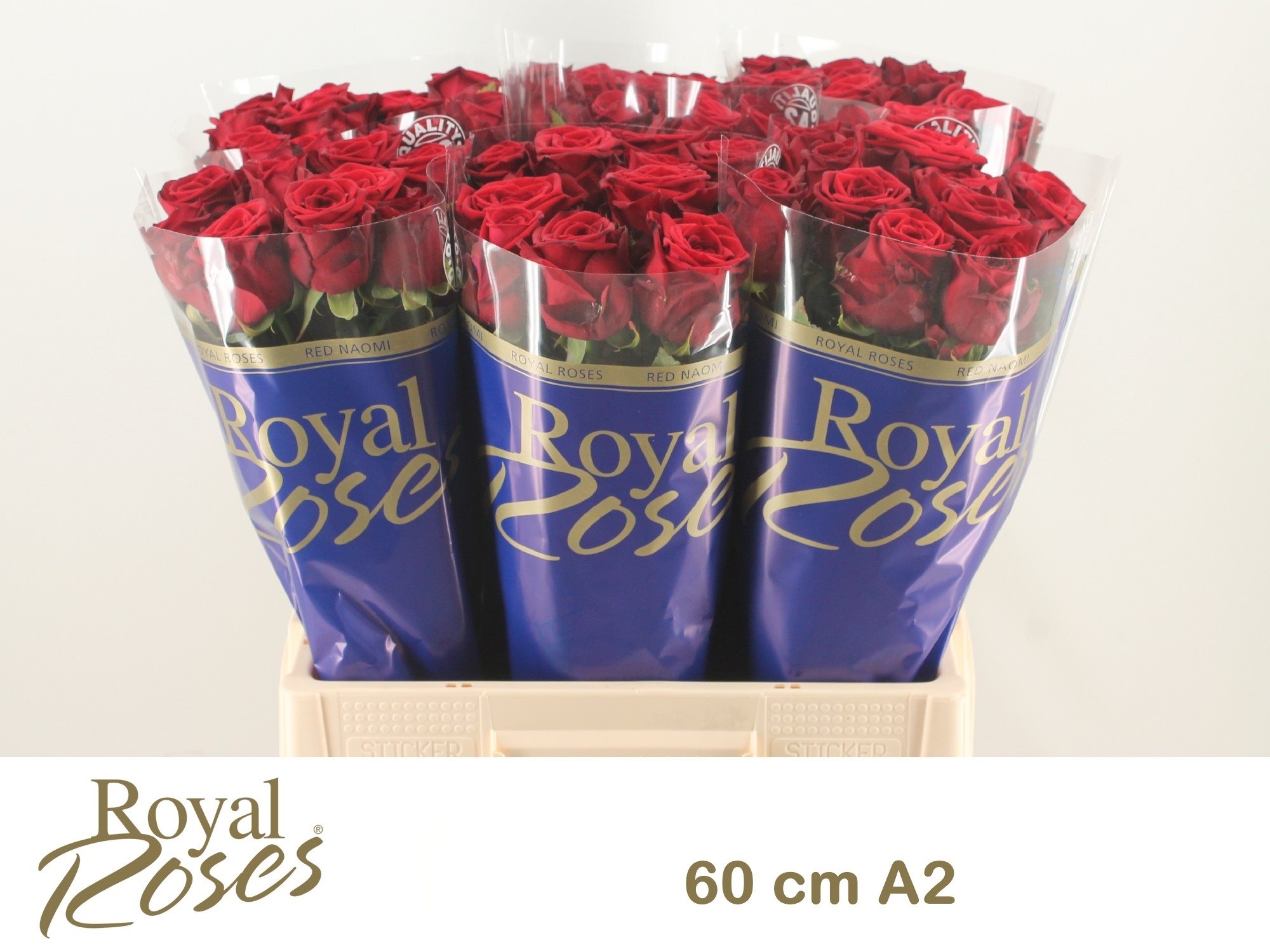 RNO 60cm A2-4246546 (1)