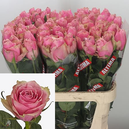Rose-Athena-Royale-80cm