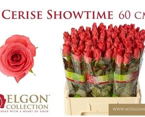 Ceris Show Time 60cm