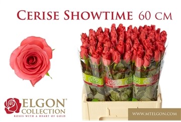 Rose-Cerise-Show-Time-60cm