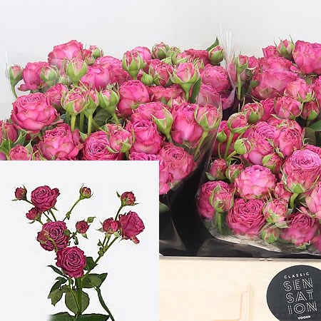 Rose-Spray-Clas-Sensation-50cm