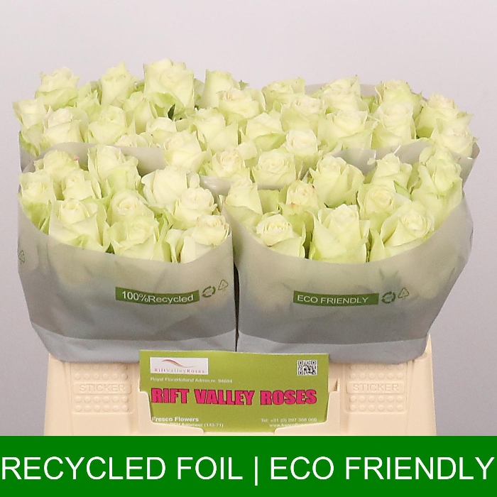 athena 40 rift valley