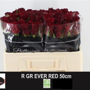 Ever Red 50cm